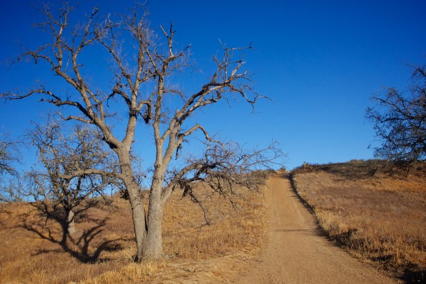 path-through-wilderness