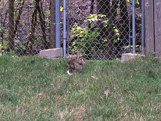 bunny
