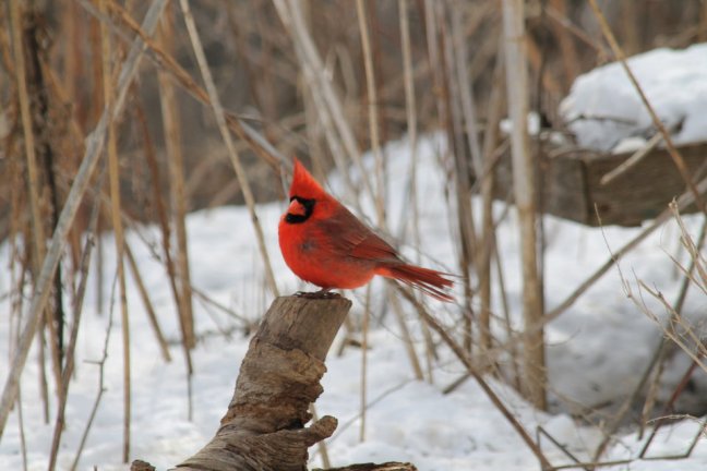 cardinal