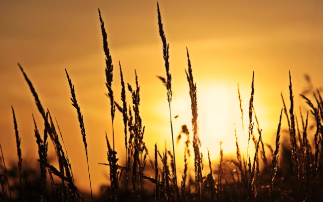wheat-stalks-in-the-sunlight_800
