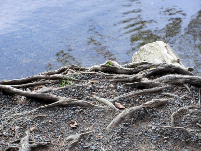 roots near water