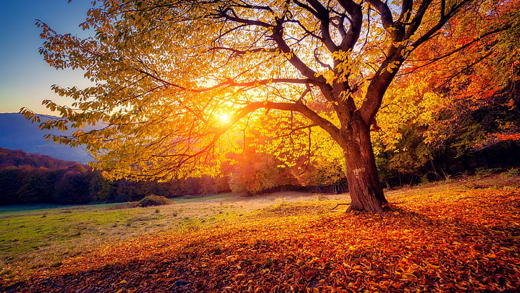 A tree in autumn with orange leaves. The sun is shining through.