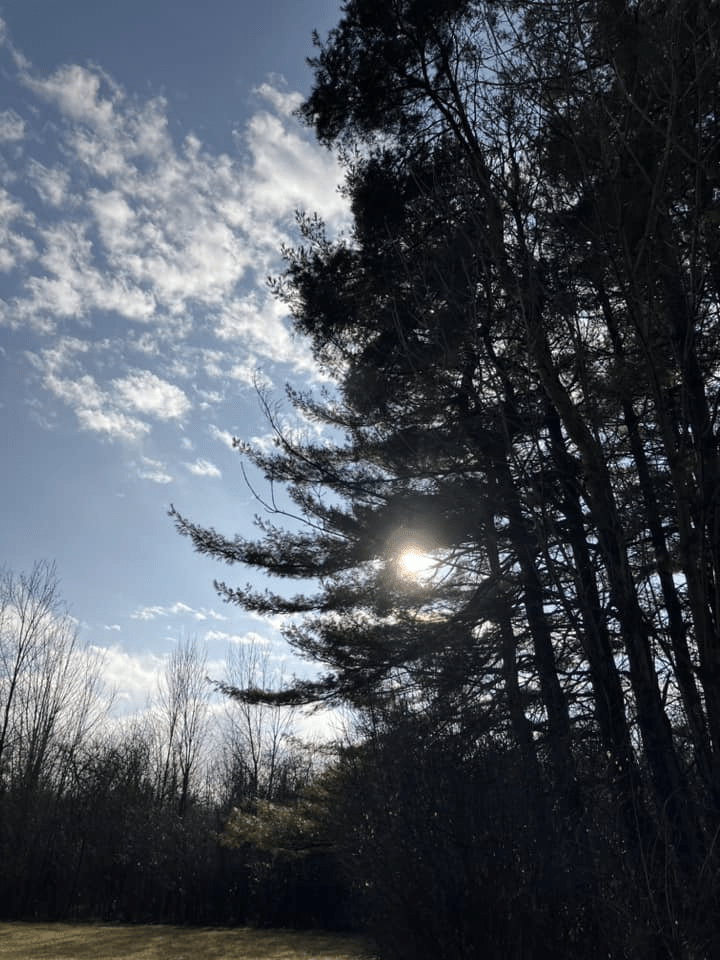 Several pine trees are grouped together to the right side of the image. The left side of the image is a blue sky with clouds. The light of the sun is shining through the branches of the pine trees.